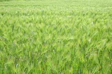 grain field a
