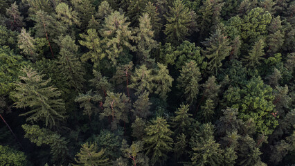 Obraz premium forest