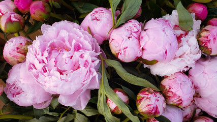 pink flowers in the garden