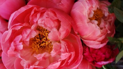 close up of pink flower