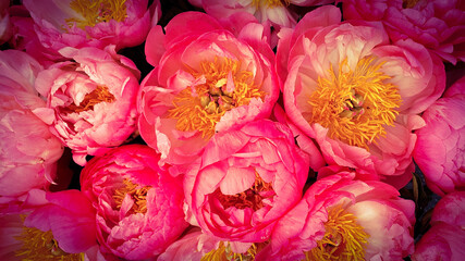 Pink roses floral pattern background