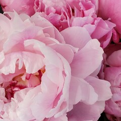 pink rose background