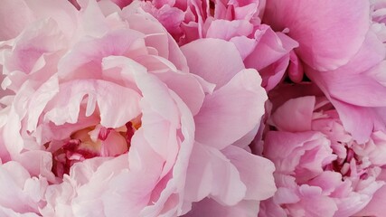 close up of pink rose