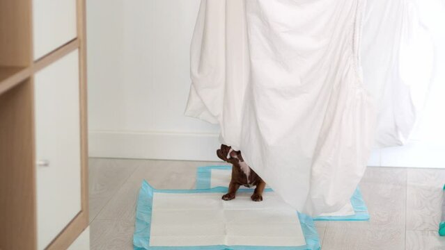 little funny chihuahua puppy of brown color rips off the white sheet from the dryer. The puppy is playing. Funny moments in the life of a dog