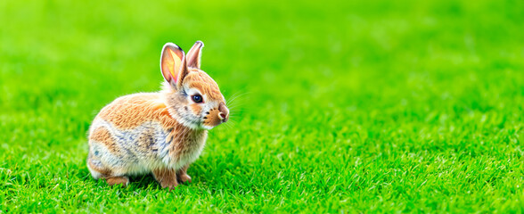 bunny easter fluffy baby rabbit or new born rabbit. baby cute rabbit or new born adorable bunny. Easter Bunny.  Symbol of easter day.