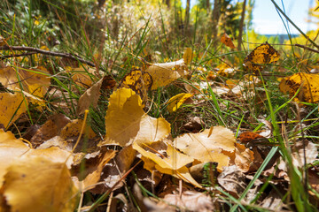Thin and graceful branches of poplars with golden yellow leaves at the top of the crown against the background of a blue sky