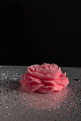 Shiny water drops on black surface, background. Beautiful pink candle rose flowers through the...