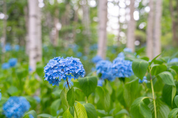豊平公園のアジサイと白樺（北海道札幌市豊平区）