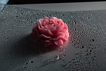 Shiny water drops on black surface, background. Beautiful pink candle rose flowers through the...
