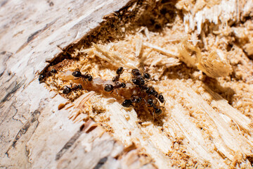 ants eat a caterpillar on a tree
