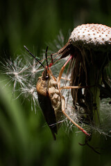 insect bug on dandelion in summer