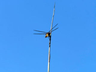 Fototapeta na wymiar Libellule déprimée (Libellula depressa) perchée au sommet d'un tige de bambou dressée sous un ciel bleu