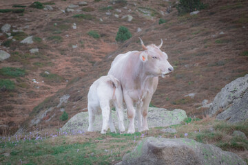 White cow and her daughter