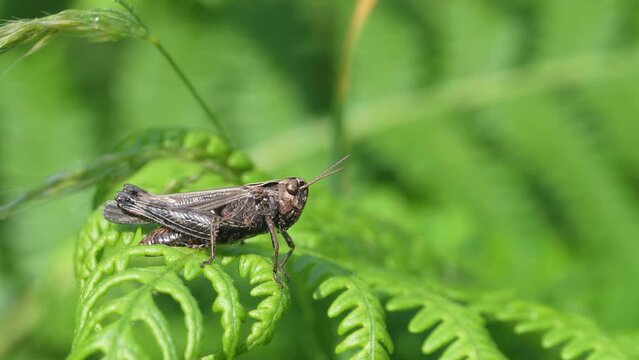 Grasshopper on fern plant in a meadow in spring.