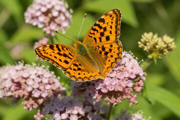 Fototapeta na wymiar Schmetterling auf einer Blume