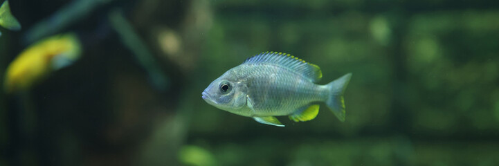 Fototapeta premium Nice little fish in aquarium, undersea world and coral reef scene