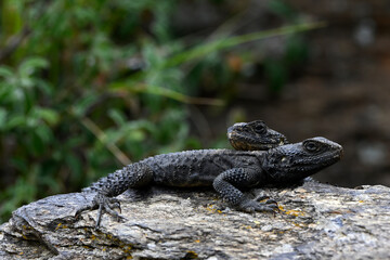 Fototapeta premium Couple of Roughtail rock agama, starred agama // Hardun-Pärchen (Stellagama stellio / Laudakia stellio) - Chalkidiki, Greece