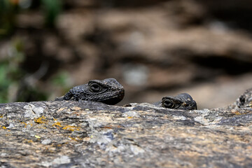 Couple of Roughtail rock agama, starred agama // Hardun-Pärchen (Stellagama stellio / Laudakia stellio) - Chalkidiki, Greece