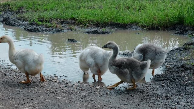 Young soft fluffy teenage goslings are walking outside in the village near a puddle. Domestic farm bird gray and white geese. The concept of agriculture. 4K slow motion horizontal footage.