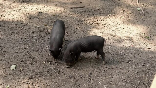 Two cute pigs living in farm sniff and dig the ground in search of something edible. Funny black little piglets snouts to each other in sunny day outdoor. Farming and pig breeding concept in 4k 25FPS
