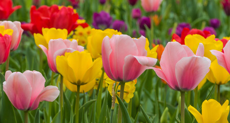 Tulpen Makro