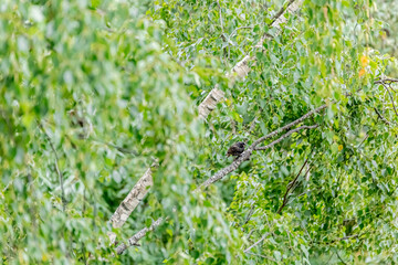 Common starling in the rain. Sturnus vulgaris. Starling on branch of the birch tree. 