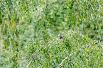 Common starling in the rain. Sturnus vulgaris. Starling on branch of the birch tree. 