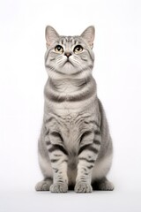 Obraz premium American Shorthair Cat Staring