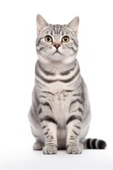 American Shorthair Cat Staring