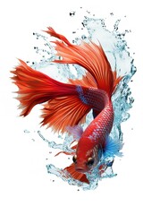 Obraz na płótnie Canvas Siamese Fighting Fish Swimming