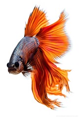 Obraz premium Siamese Fighting Fish Swimming