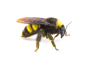 Wild American bumblebee - Bombus pensylvanicus - lightly dusted with yellow pollen Isolated on...