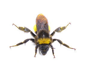 Wild American bumblebee - Bombus pensylvanicus - lightly dusted with yellow pollen Isolated on white background top dorsal front face view