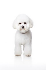 Obraz premium Bichon Frise Dog Standing