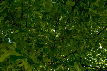 Fototapeta na wymiar green leaves background, Young spring leaves fascinate with their juiciness. Nature shares its uniqueness with us.