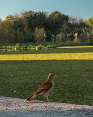 The eagle on the riverbank