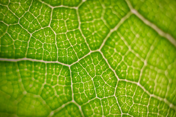 green leaf macro