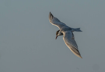 whiskered tern in flight