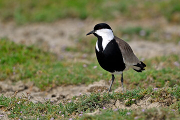 Spur-winged lapwing // Spornkiebitz (Vanellus spinosus) - Axios-Delta, Greece