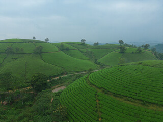 Aerial top view of green fresh tea or strawberry farm, agricultural plant fields with mountain hills in Asia. Rural area. Farm pattern texture. Nature landscape background, Long Coc, Vietnam.