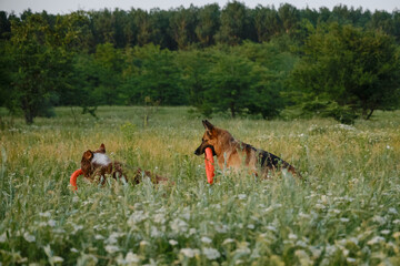 Happy active energetic Australian and German on walk in park having fun. Two adorable dogs play with round rubber toys in summer field at sunset.