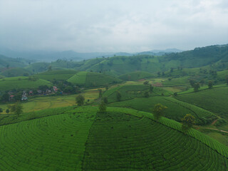 Fototapeta na wymiar Aerial top view of green fresh tea or strawberry farm, agricultural plant fields with mountain hills in Asia. Rural area. Farm pattern texture. Nature landscape background, Long Coc, Vietnam.