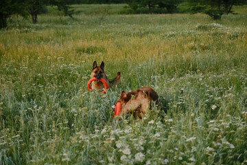 Happy active energetic Australian and German on walk in park having fun. Two adorable dogs play...
