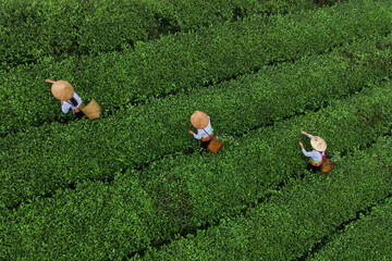 Aerial top view of farmers working on green fresh tea or strawberry farm, agricultural plant fields with mountain hills in Asia. Rural area. Farm pattern texture. Nature landscape, Long Coc, Vietnam.