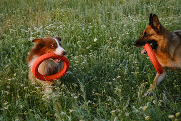 Happy active energetic Australian and German on walk in park having fun. Two adorable dogs play with round rubber toys in summer field at sunset.