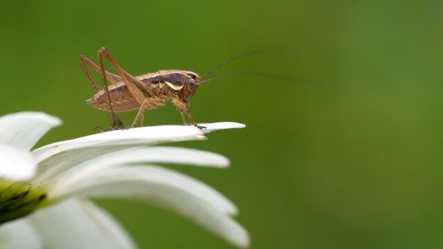 Grasshopper on fern plant in a meadow in spring.