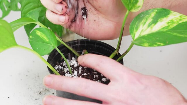 transplantation of houseplants. in the pot pour earth mixed with perlite. 