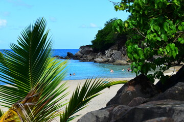 beach with palm trees