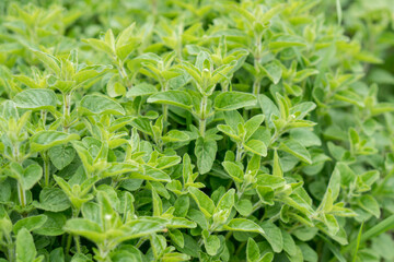 Green fresh mint growing on a farmer's field.