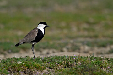 Spur-winged lapwing // Spornkiebitz (Vanellus spinosus) - Axios-Delta, Greece